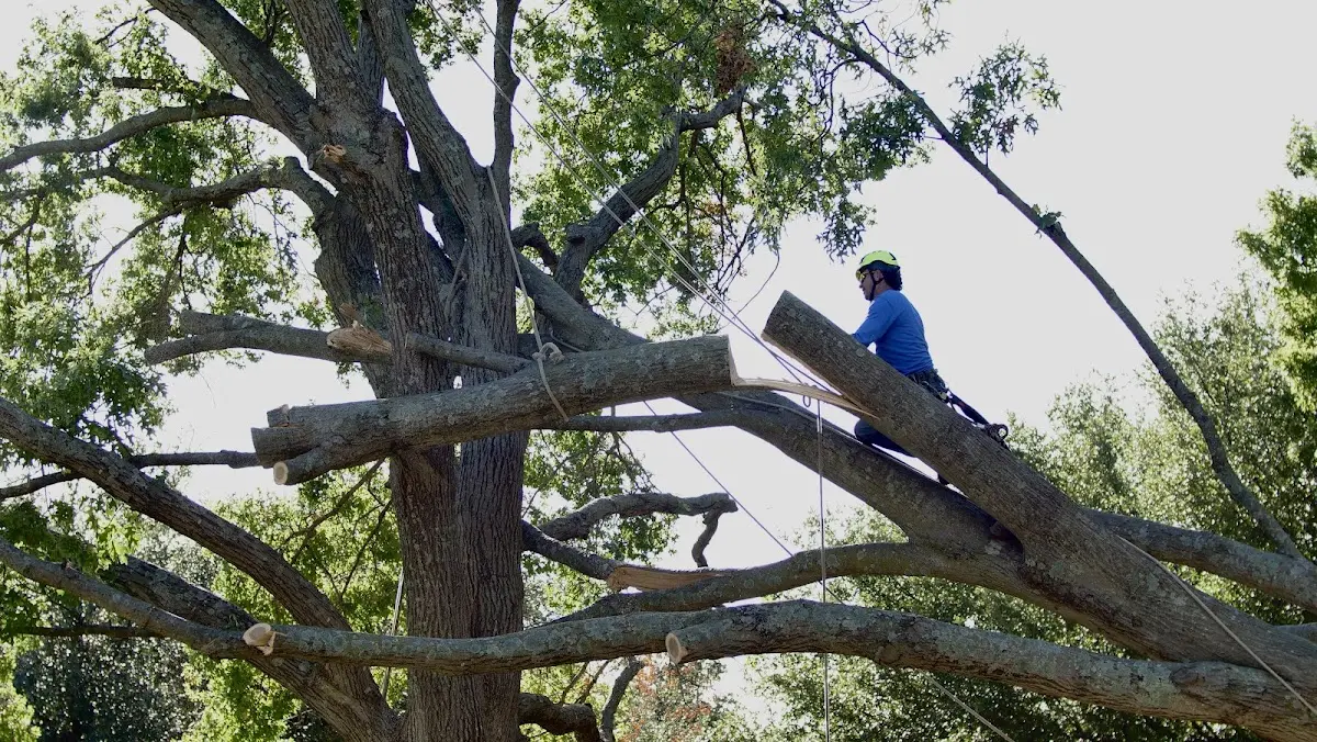 Professional Crown Thinning performed by certified arborists in Milan