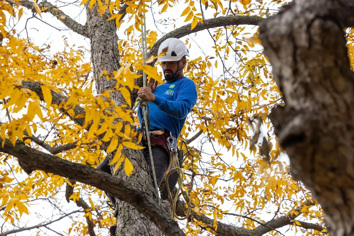 Skilled Tree Planing crew working in Milan